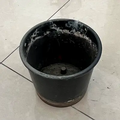 Used black plastic plant pot (medium) - good for repotting
