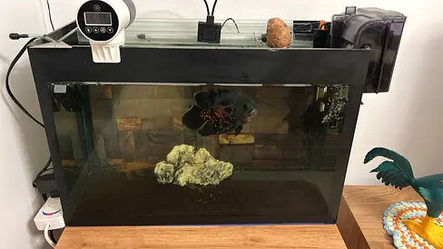 Used 60-80L Glass Aquarium Tank with 2 Filter, Automatic feeder, LED Light.