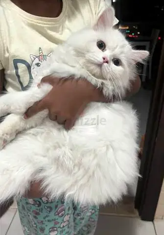 Fluffy white longhair cat - friendly and well-groomed