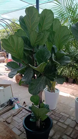 Fiddle Leaf Fig (Ficus lyrata) Potted Indoor Plant - Healthy Large Specimen
