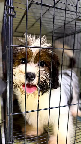 Friendly small havanese breed puppy — looking for a new home