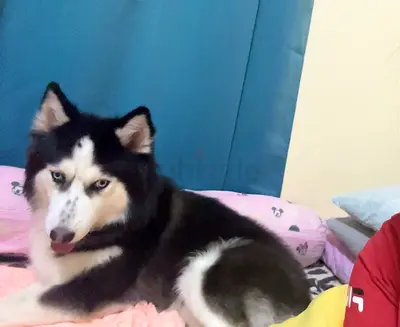 Dog for adoption