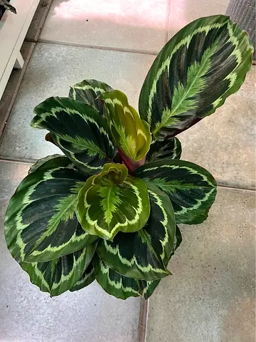 Live Calathea roseopicta - Indoor Plant