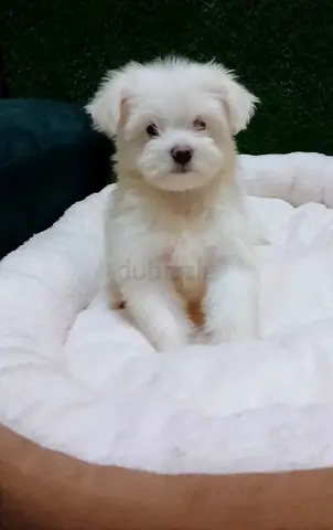 Maltese puppy