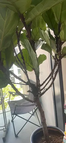 Fiddle Leaf Fig Tree (Large Indoor Potted Plant) - Good Condition