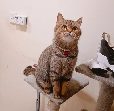 Beautiful British shorthair female cat free