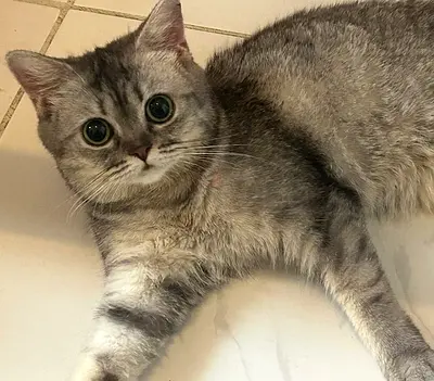 six months old munchkin female 6 months