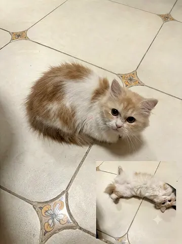 Young long-haired cream white cat looking for a home Turkish Van, and Persian mixed