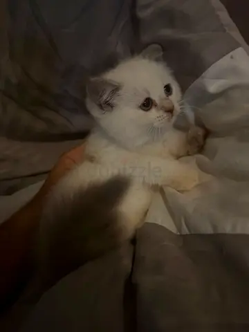 Scottish cat