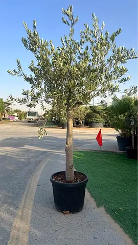 Live Potted Olive Tree in Large Nursery Pot - Mature Trunk, Ready to Plant