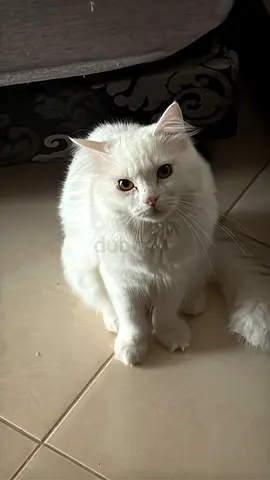 White long-haired cat available for adoption - friendly and calm