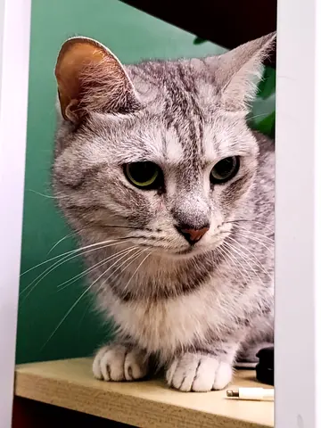 Egytian Mau Cat Free Adoption