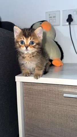Young tabby kitten - friendly and playful (ready for adoption)