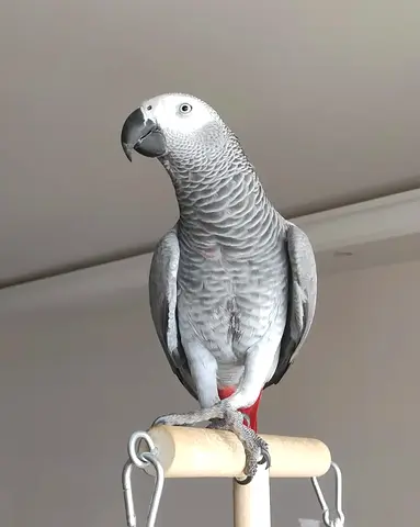 Africa Gray Parrots
