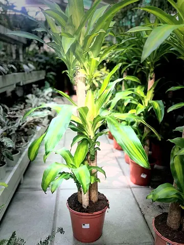 Large Dracaena Massangeana (Corn Plant) in Pot - Healthy Indoor Plant