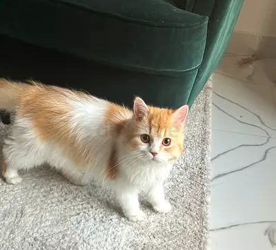 Cute , chubby face 8 months cat for free adoption