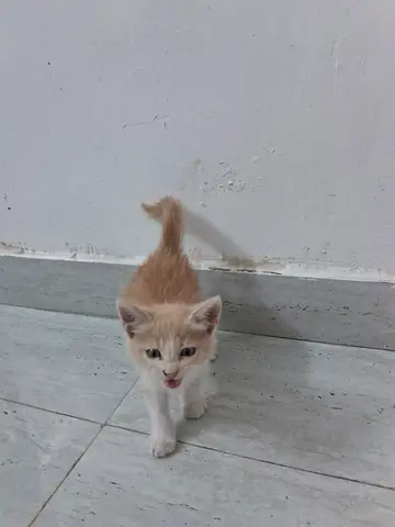 Missing cat rak