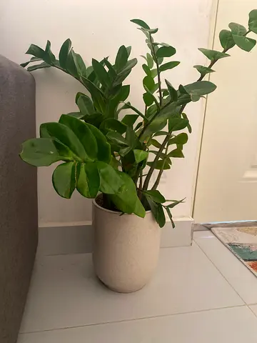 Healthy ZZ Plant (Zamioculcas zamiifolia) in Decorative Pot - Ready to Move