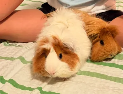 Two friendly long-haired guinea pigs( male) - bonded pair, ready for rehoming!
