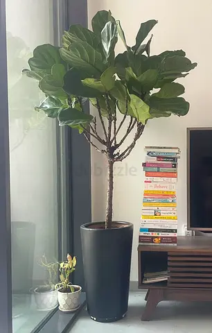 Fiddle Leaf Fig Tree (Large Indoor Potted Plant) - Good Condition