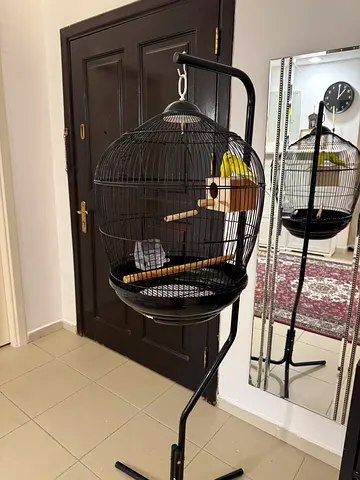 Birds