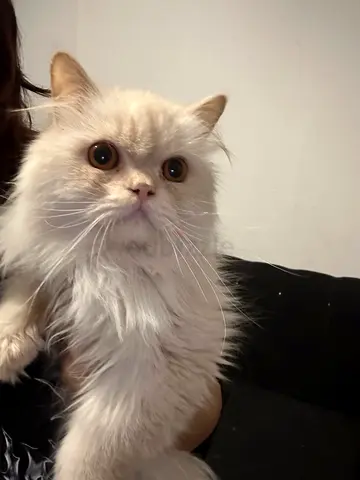 exotic longhair persian mix male- 10 months
