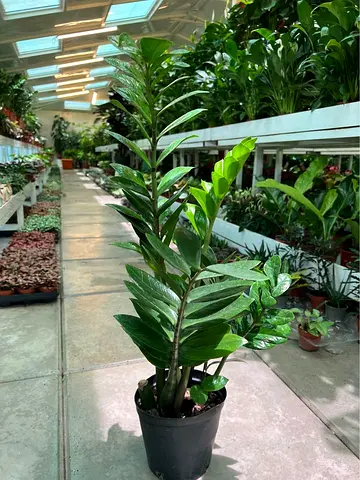 Live Healthy ZZ Plant (Zamioculcas zamiifolia) in 20cm Pot - Low Light, Easy Care