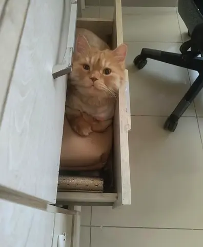 Male orange persian cat for free adoption