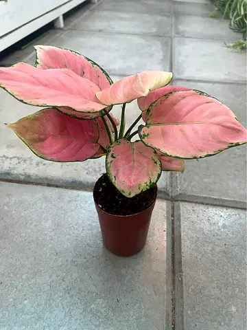 Pink Aglaonema (Chinese Evergreen) - Healthy Indoor Plant