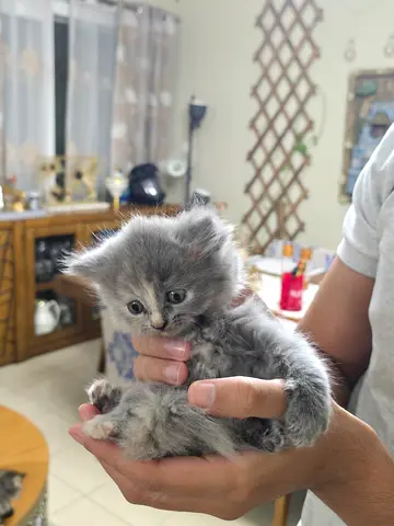 Fluffy Himalayan and Persian Kitten -~8 Weeks Old