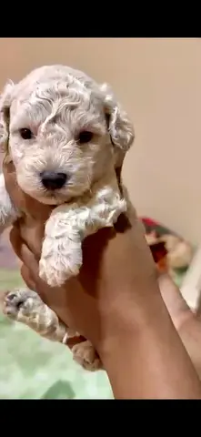 Cute white curly puppy