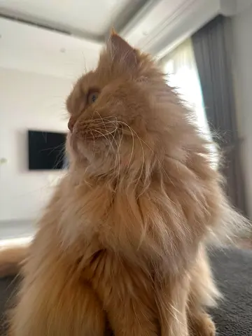 Fluffy long-haired cat looking for a new home (friendly, indoor)