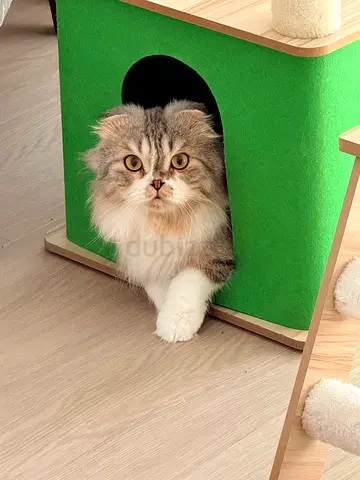 Friendly long-haired cat available for adoption - calm indoor pet