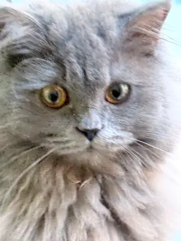 Free cat for adoption
