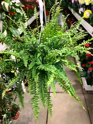 Live Hanging Boston Fern - Healthy Indoor/Outdoor Plant