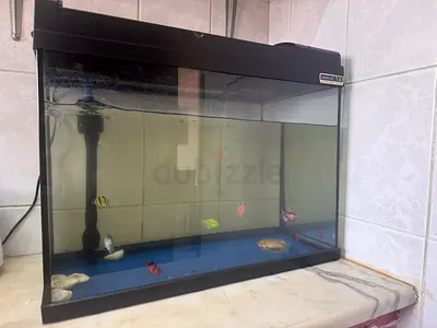 65L Aquarium with Healthy Fish – Complete Setup – Excellent Condition