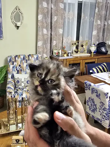 Fluffy Himalayan and Persian Kitten -~8 Weeks Old