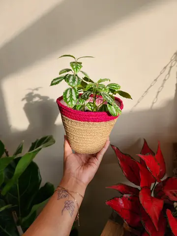 Handmade Jute Basket with Red Trim - Small planter basket/organizer