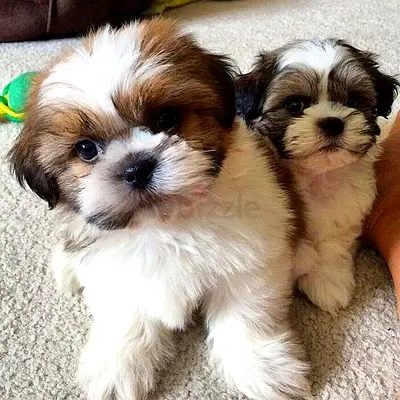 Shih Tzu puppies
