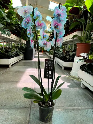 Two-stem Multicolor Phalaenopsis Orchid in Pot - Healthy Blooms