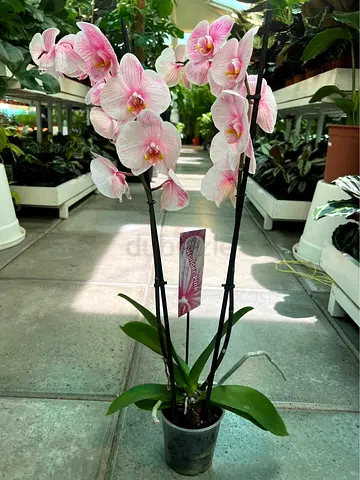 Live Pink Orchid in Pot - Healthy Blooms - Indoor Plant - 2 Stems