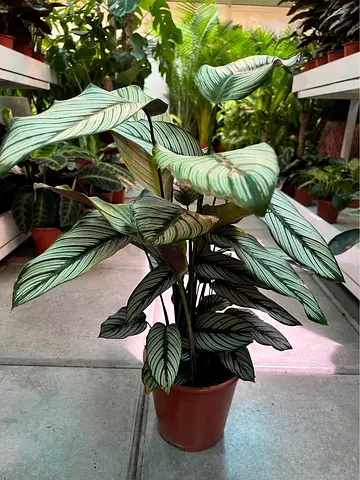 Live Calathea Majestic Whitestar - Indoor plant