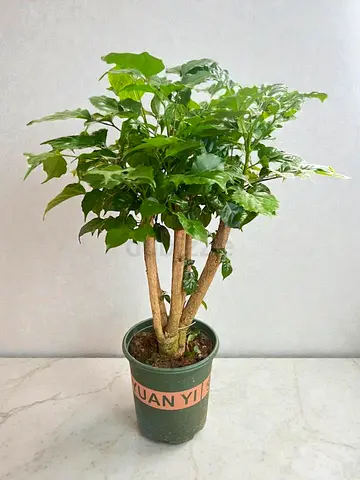 Live Polyscias - Indoor Plant
