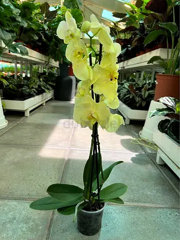 Live Yellow Phalaenopsis Orchid in Pot - Healthy Blooming Plant