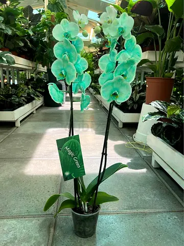 Live Orchid (potted) - Magic Green - Indoor Plant - 2 Stems