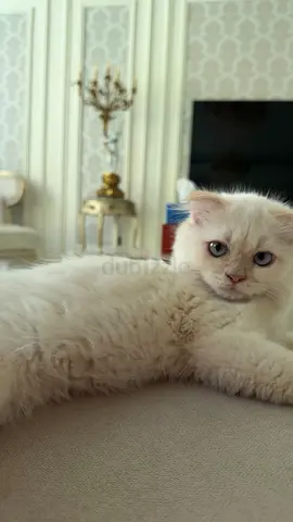 beautiful white cat with blue eyes