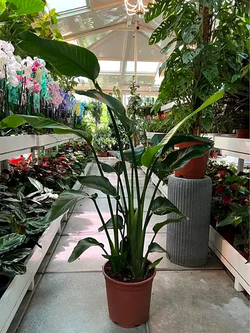 Live Large Indoor Bird of Paradise / Tropical House Plant in Pot - From Holland