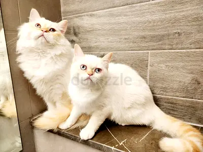 Two friendly white cats (one longhair, one shorthair) available