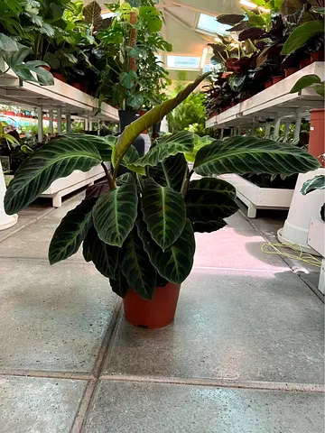 Large Calathea (Tropical Houseplant) in 20cm Pot - Healthy