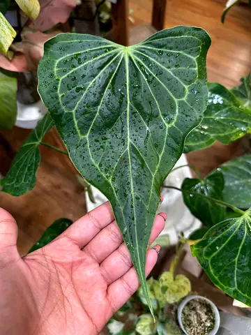 Anthurium Delta force. Aed450/-. Pickup near financial center metro station. Delivery can be arrange